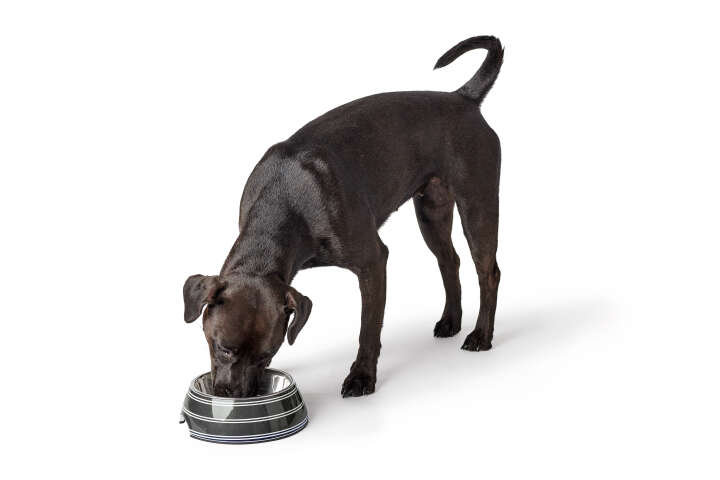 HUNTER Melamin-Napf Silda